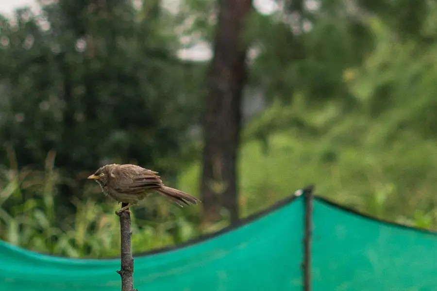 Luxury Resort in Ranikhet